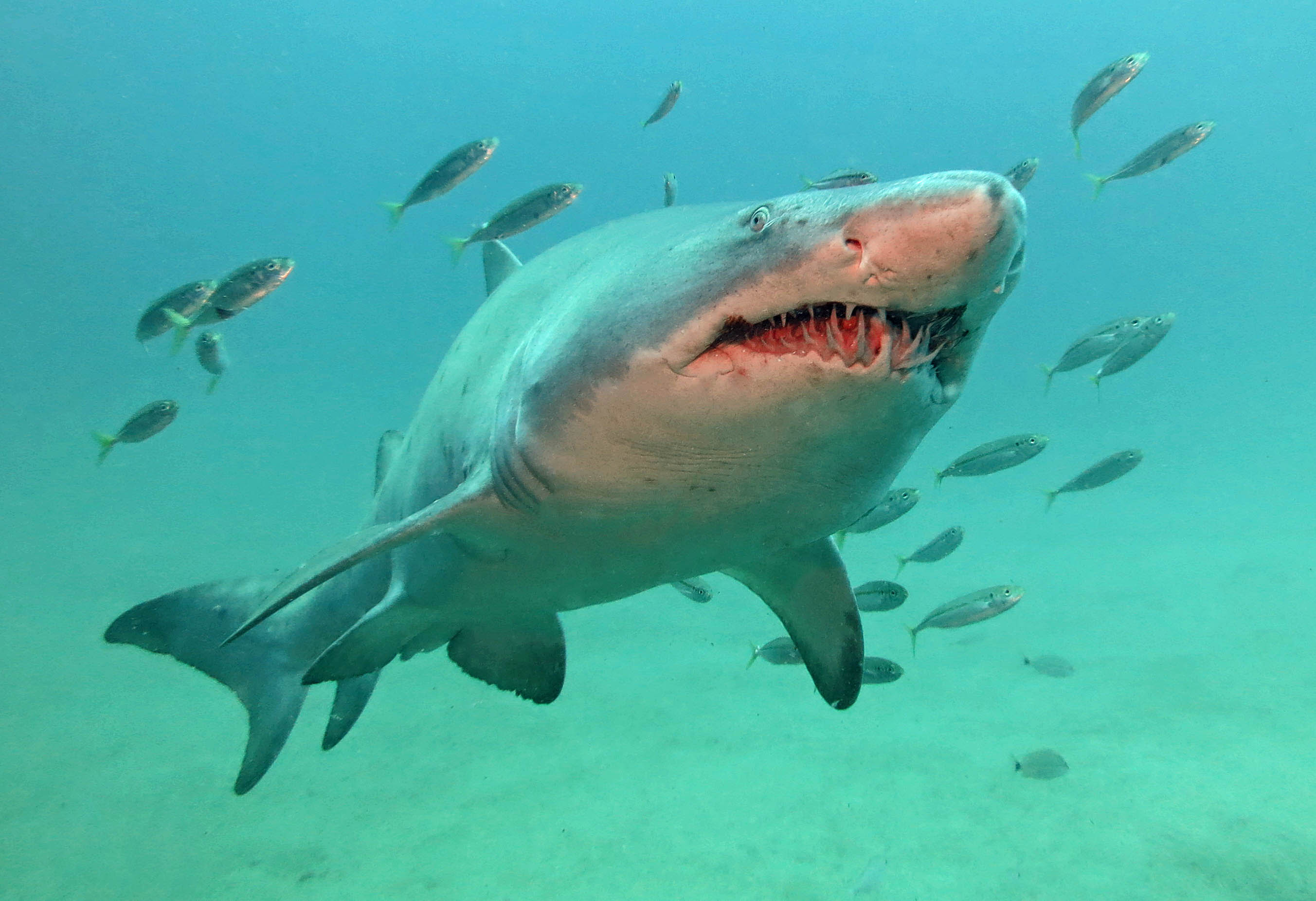 North Carolina Sand Tiger Shark | Shutterbug